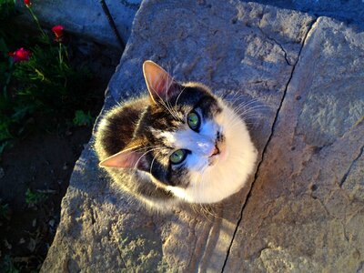 Looking pet looking up