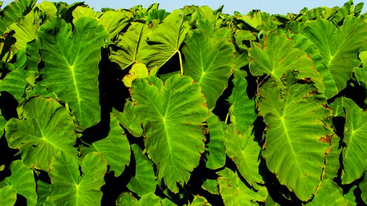 Traditional vegetable sotira
