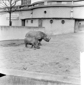 Moeder en kind neushoorn buiten in Diergaarde Blijdorp, Bestanddeelnr 912-3490