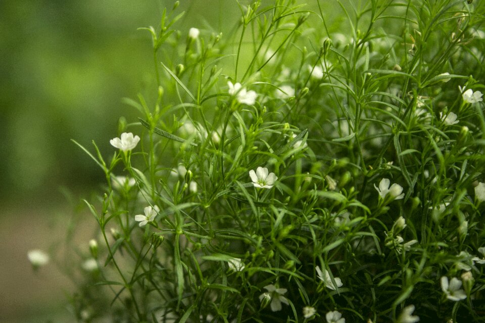 Nature small plant close up