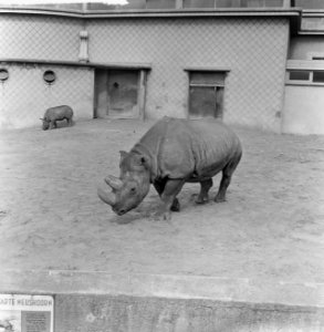 Moeder en kind neushoorn buiten in Diergaarde Blijdorp, Bestanddeelnr 912-3489