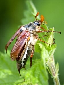 Insect nature animal