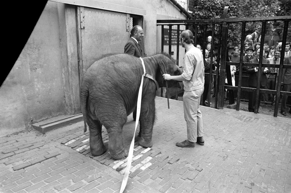 Modernisering olifantenverblijven in Artis, mr Fock geeft stuk brood aan olifan, Bestanddeelnr 925-7682