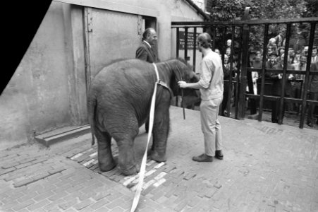 Modernisering olifantenverblijven in Artis, mr Fock geeft stuk brood aan olifan, Bestanddeelnr 925-7682