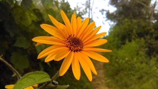 Flowers plant plant wildlife photo