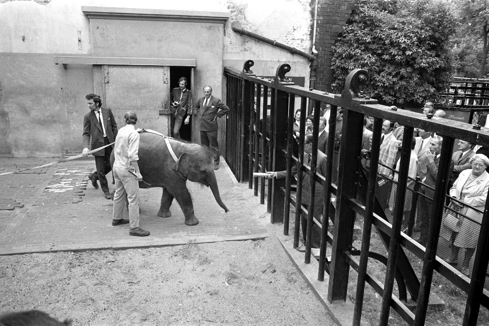 Modernisering olifantenverblijven in Artis, mr C L M Fock (achter hek) lokt , Bestanddeelnr 925-7680
