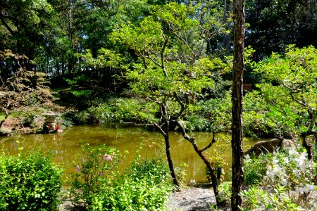Modern Romantic Garden - Morikami Museum and Japanese Gardens - Palm Beach County, Florida - DSC03410