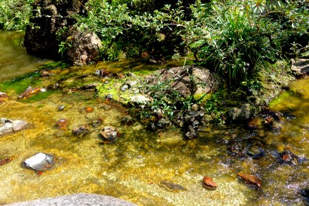 Modern Romantic Garden - Morikami Museum and Japanese Gardens - Palm Beach County, Florida - DSC03412