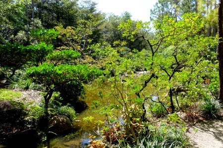 Modern Romantic Garden - Morikami Museum and Japanese Gardens - Palm Beach County, Florida - DSC03408