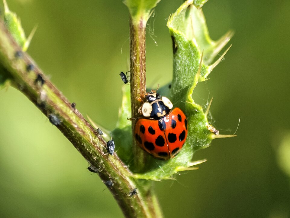 Insect nature animal