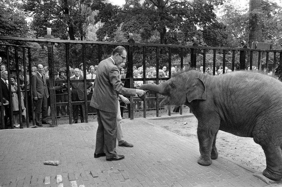 Modernisering olifantenverblijven in Artis, mr Fock geeft stuk brood aan olifan, Bestanddeelnr 925-7681