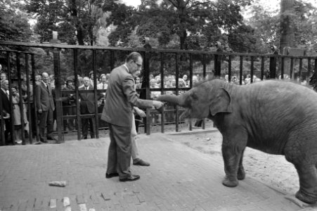 Modernisering olifantenverblijven in Artis, mr Fock geeft stuk brood aan olifan, Bestanddeelnr 925-7681