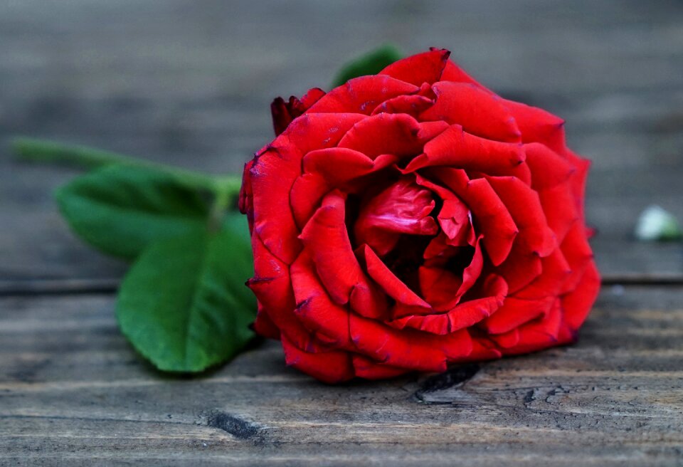 Flower love romance
