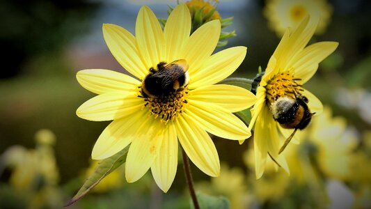 Close up flower insect photo