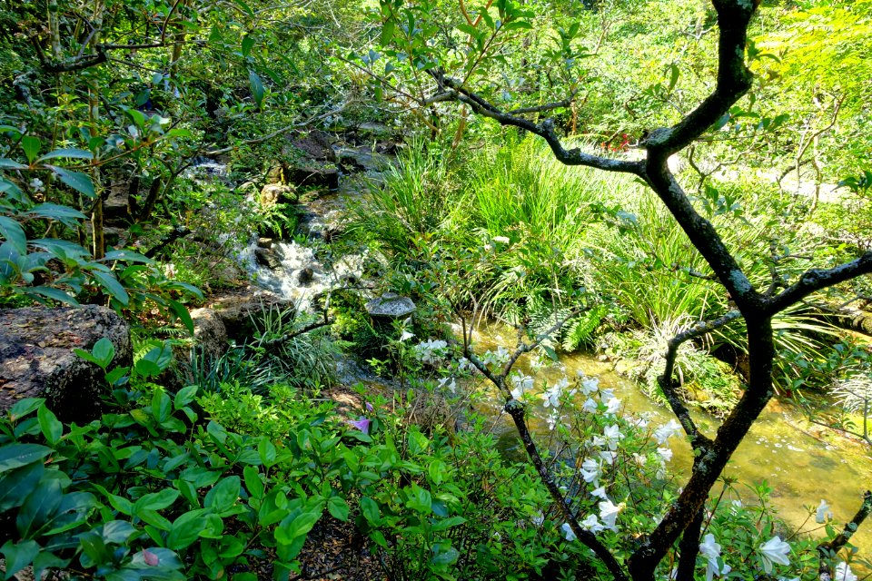 Modern Romantic Garden - Morikami Museum and Japanese Gardens - Palm Beach County, Florida - DSC03424