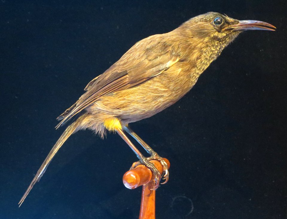 Moho braccatus Cassin, Bishop Museum, Honolulu