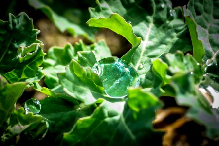 Raindrop surface tension drip photo