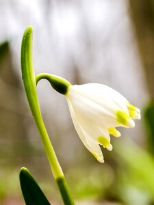Bloom plant nature