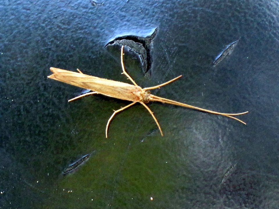Molanna angustata (Caddisfly sp.), Arnhem, the Netherlands