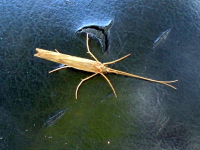 Molanna angustata (Caddisfly sp.), Arnhem, the Netherlands