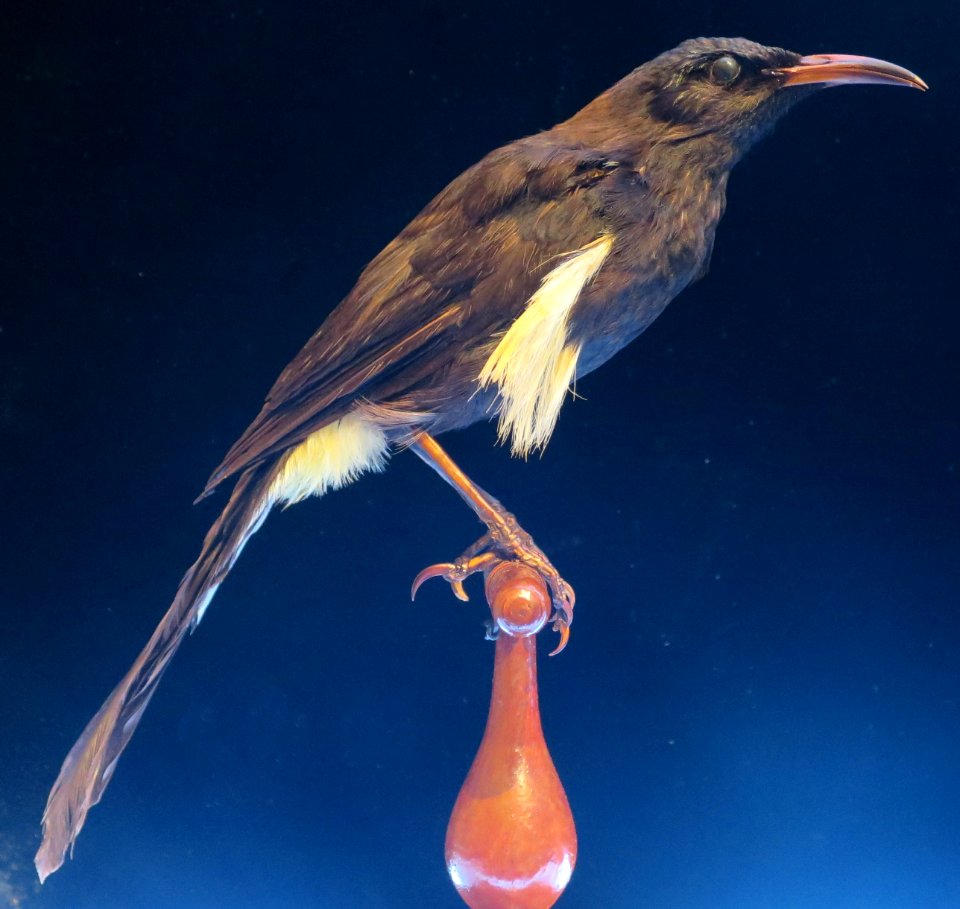 Moho nobilis (Merrem.), Bishop Museum, Honolulu