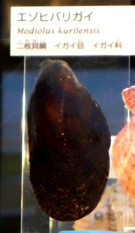 Modiolus kurilensis - National Museum of Nature and Science, Tokyo - DSC06918-001