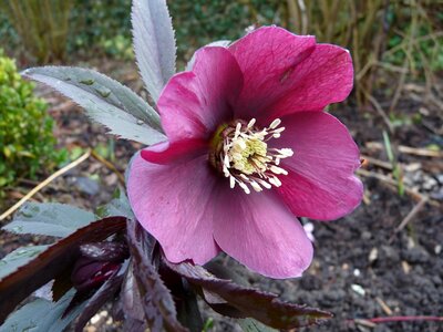 Garden petals winter photo