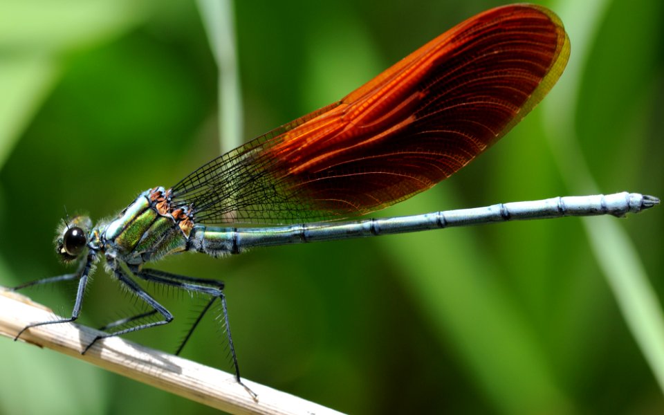 Mnais costalis(Male,Japan,2018.05.11,b)