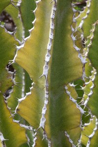 Thorns plant green photo