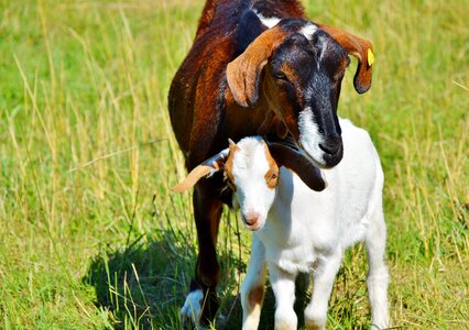 Little kids livestock animal husbandry