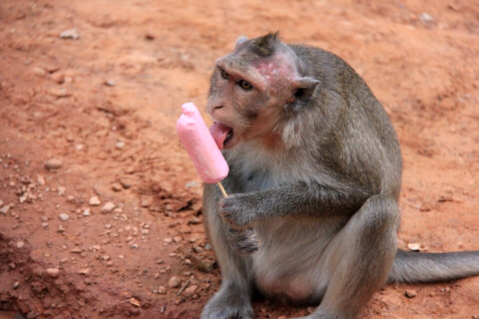 Lick animal primates