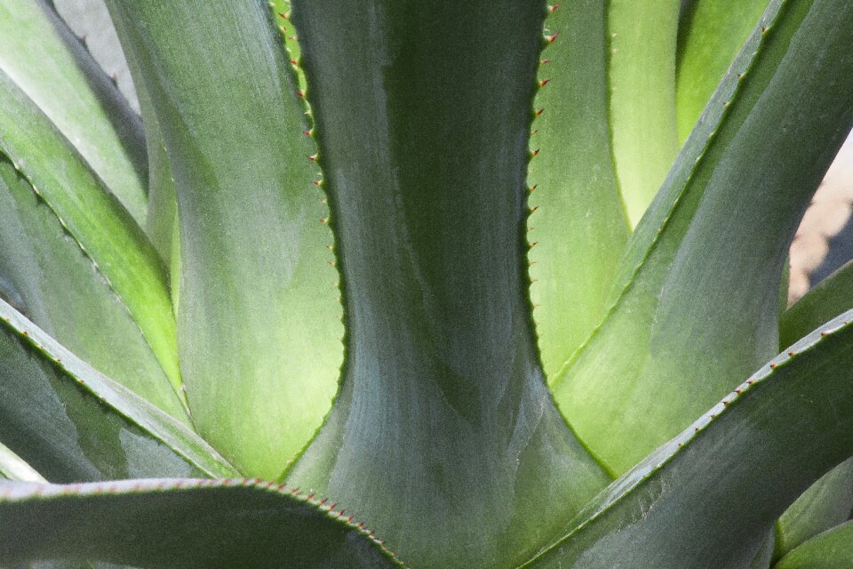 Rosette thorns succulent