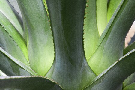 Rosette thorns succulent