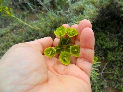 Spurge nettle spring in the palm