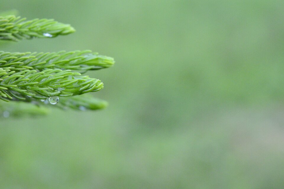 Macro photography macro nature