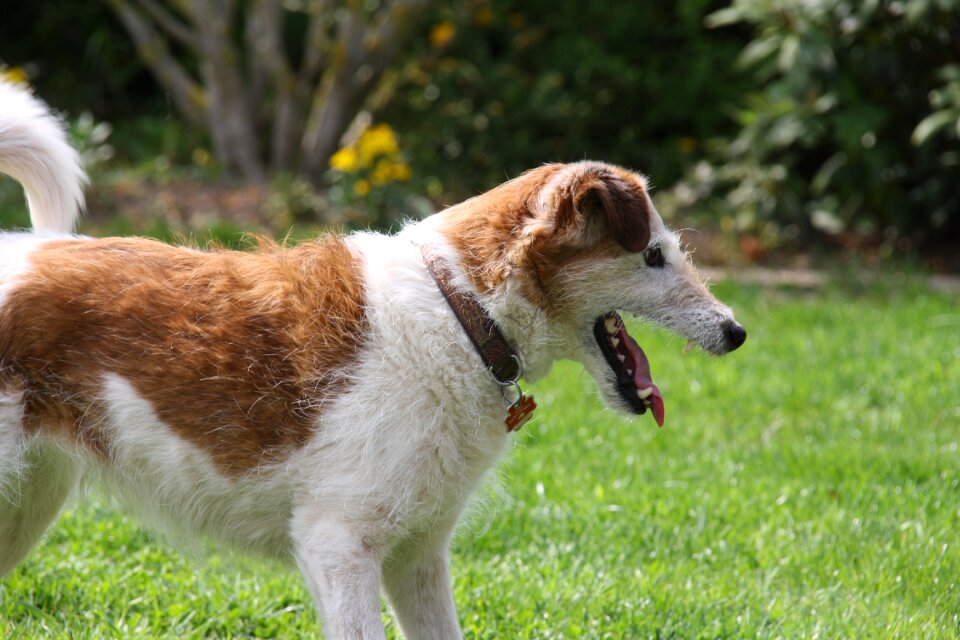 Dog breed play quadruped