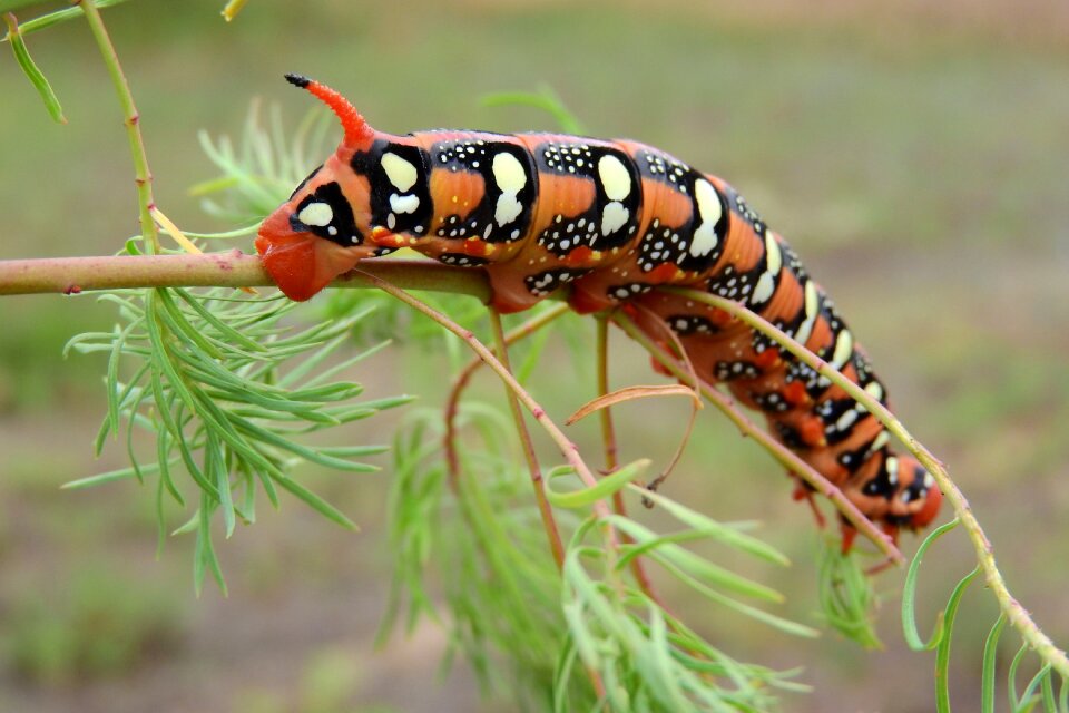 Invertebrates orange stage