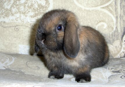 Chocolate pose easter