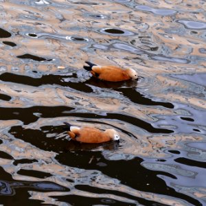Moscow, ruddy shelducks on Vodootvodny Canal 01