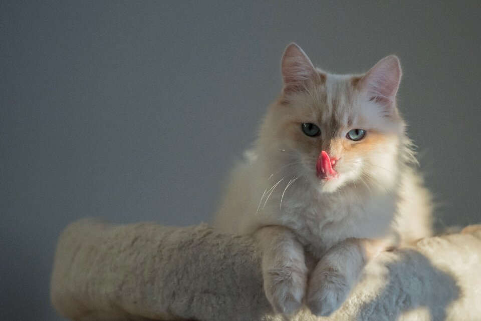 Breed cat face moustache