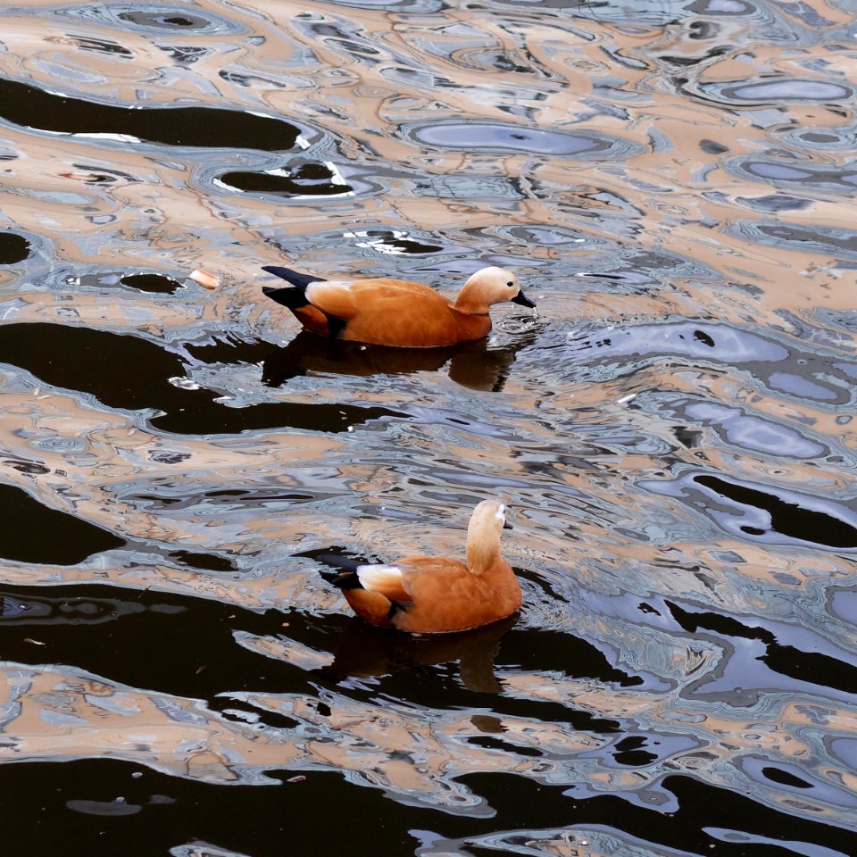 Moscow, ruddy shelducks on Vodootvodny Canal 02