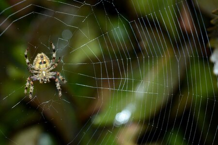 Photography natural spider