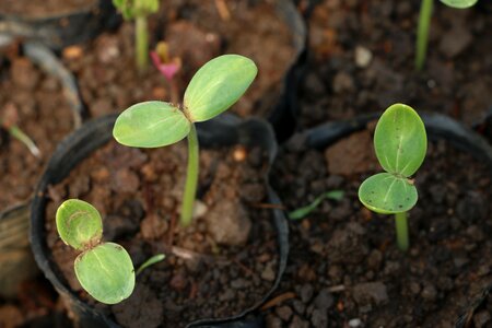 Life germination soil