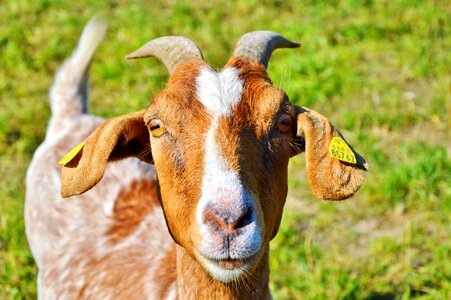 Goat's head livestock animal