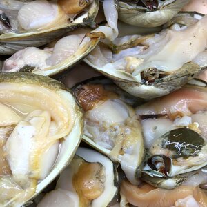 Fresh shellfish raw photo