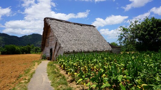 Plantation tobacco cigar