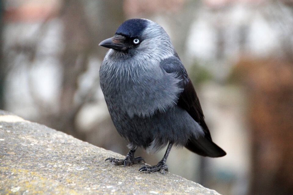 Beak sitting waiting