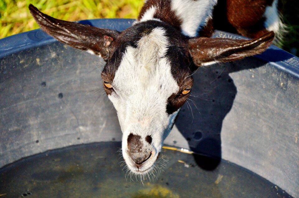 Little kids livestock animal husbandry