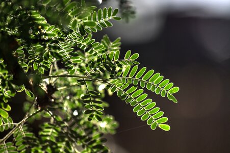 Thorn tree new growth summer