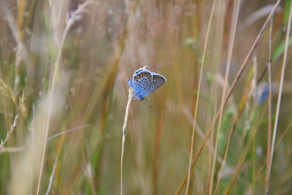 Summer nature meadow